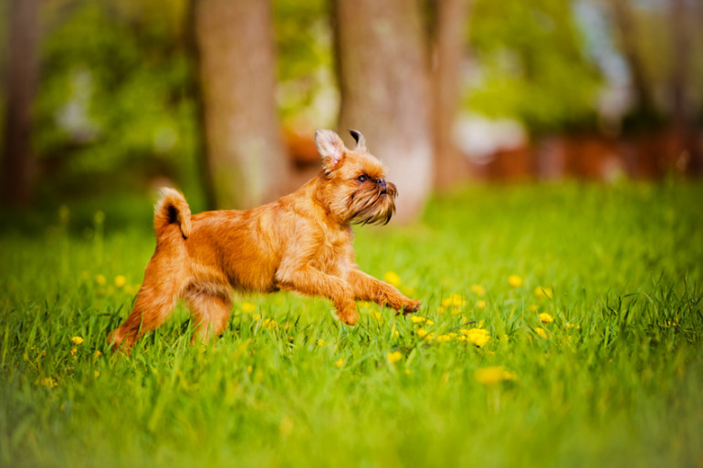 ブリュッセルグリフォンってどんな犬 犬種の特徴や飼い方のポイントまで みんなのブリーダー