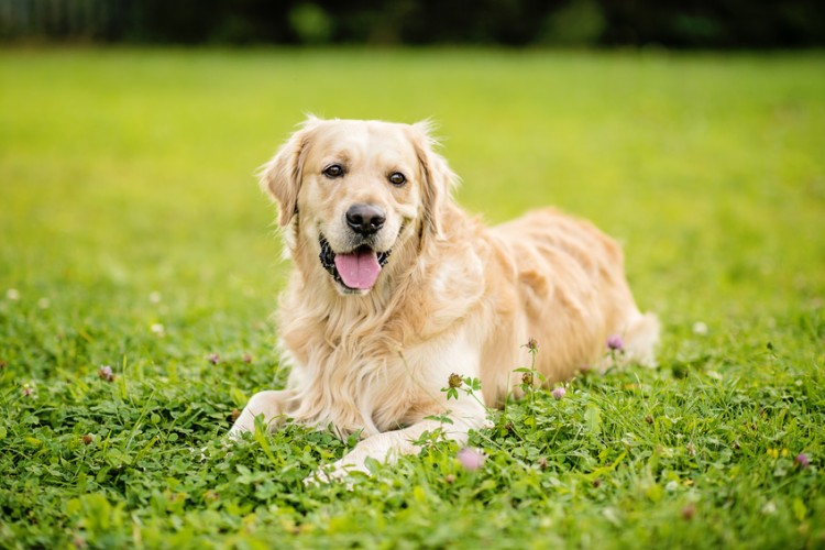 ゴールデンレトリバーってどんな犬種？ 性格や特徴、飼い方