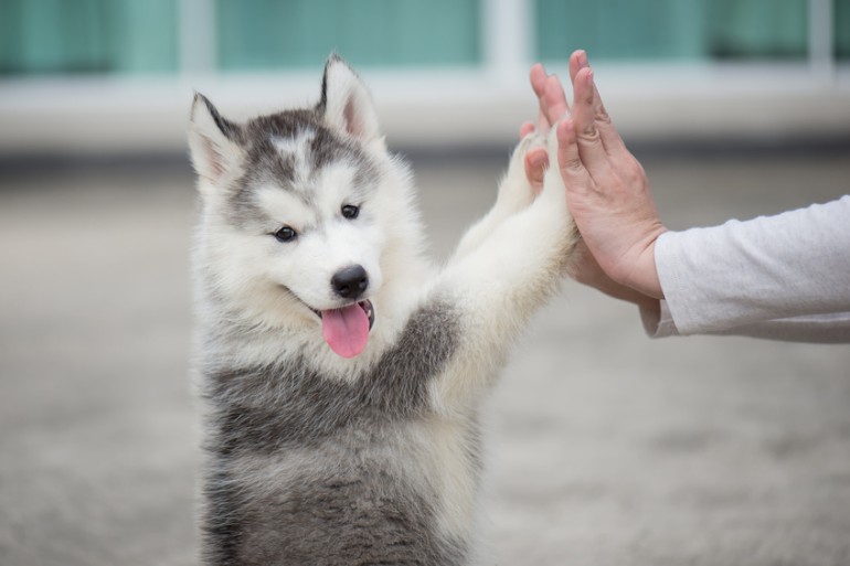 犬が懐かないのはどうして？ 4つの理由と、懐いてもらう方法をご紹介｜みんなのブリーダー