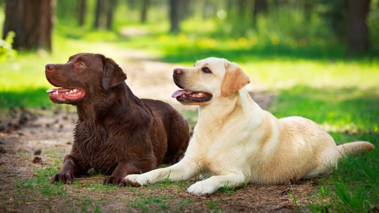 レトリバーは6種類！ 犬種ごとの性格や特徴、飼い方をご紹介｜みんなのブリーダー