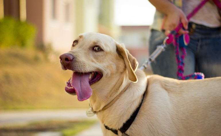 犬の散歩、夏場はどうする？ 夏の散歩の注意点やおすすめグッズをご紹介｜みんなのブリーダー