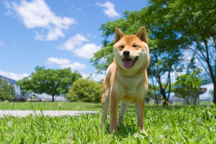 公園を散歩している柴犬