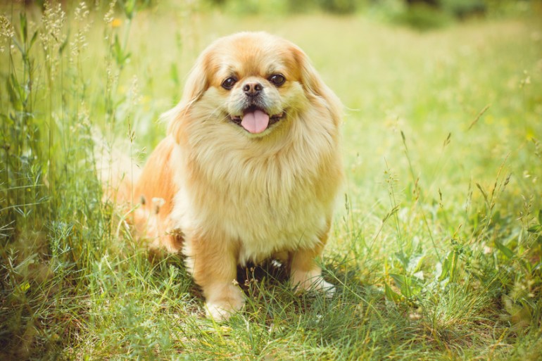 垂れ耳の犬16選！ 特徴とお世話のポイントを紹介｜みんなのブリーダー