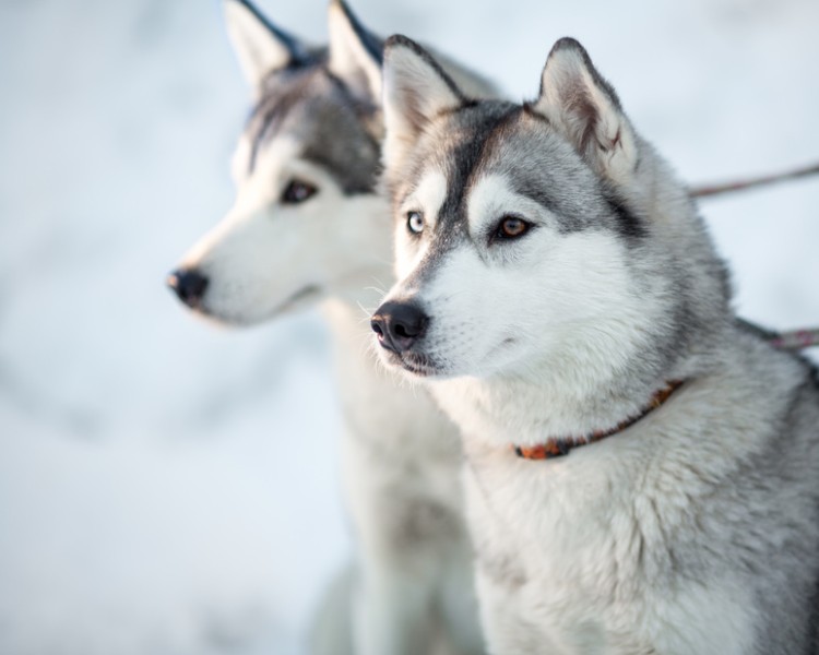 かっこいい犬20選！ さまざまなイケメン犬種をサイズ別でご紹介｜みんなのブリーダー