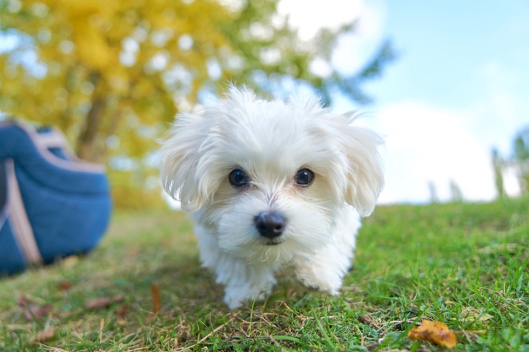 もふもふな白い犬種9選！ 小型犬から大型犬まで種類を紹介｜みんなのブリーダー