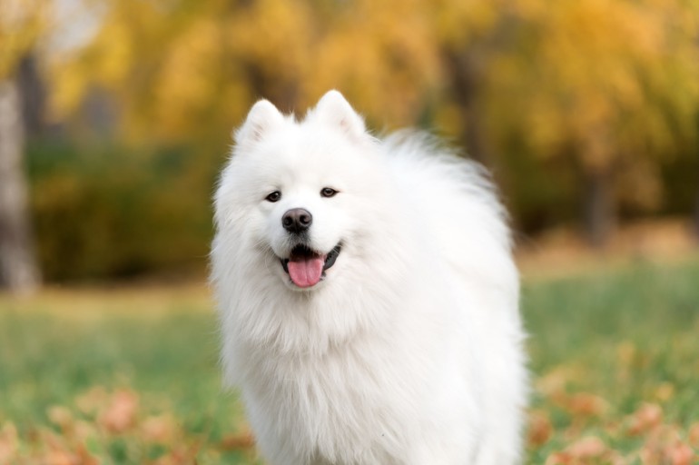 もふもふな白い犬種9選！ 小型犬から大型犬まで種類を紹介｜みんなのブリーダー