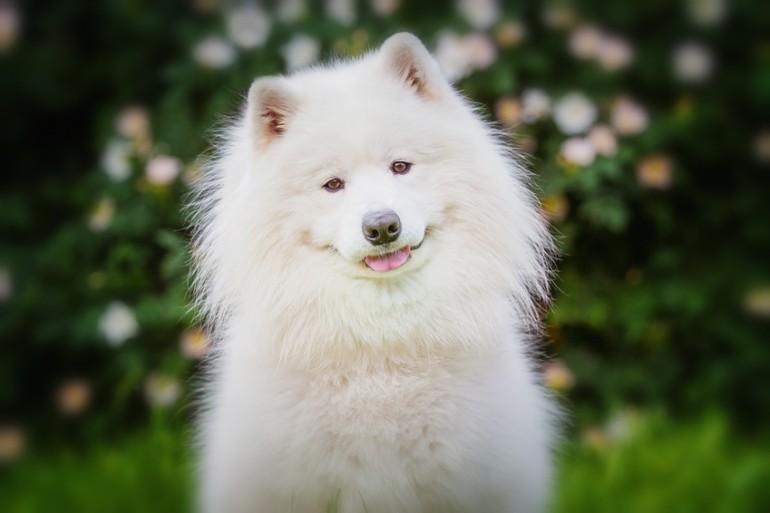 ショップ 自分のペットがかわいい