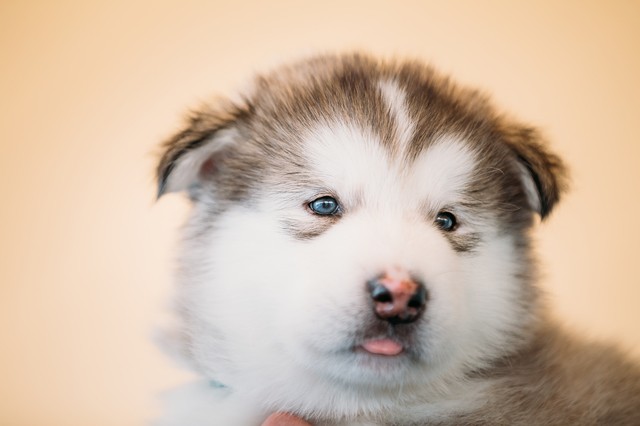 犬の目の色はどんな種類がある？ 色別に犬種を紹介｜みんなのブリーダー