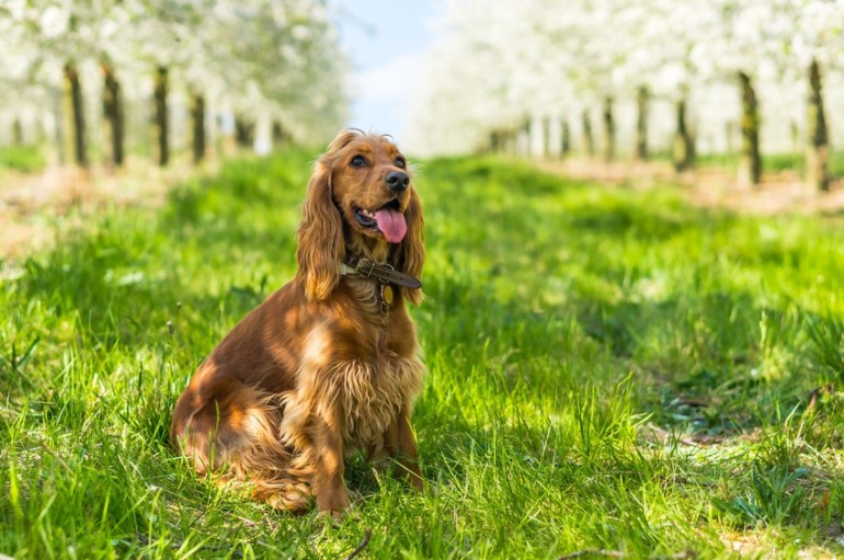 スパニエルにはどんな種類がいる？ スパニエルの意味や犬種を紹介｜みんなのブリーダー