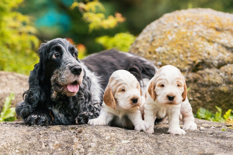 ぶち犬ってどんな犬種がいる？ まだら模様の14犬種を紹介｜みんなのブリーダー