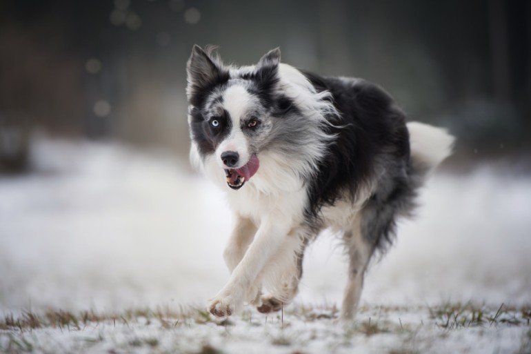 ぶち犬ってどんな犬種がいる？ まだら模様の14犬種を紹介｜みんなのブリーダー