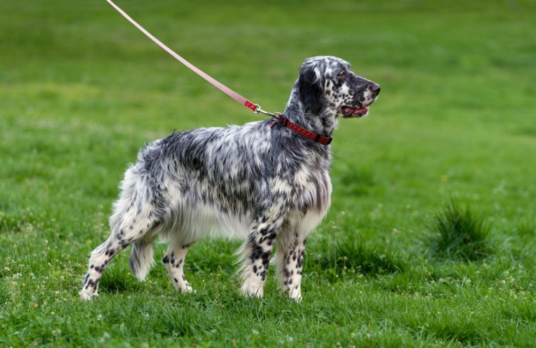 ぶち犬ってどんな犬種がいる？ まだら模様の14犬種を紹介｜みんなのブリーダー