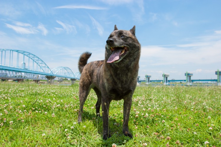 甲斐犬の性格、大きさ、寿命は？ 虎毛が特徴の甲斐犬の飼い方について｜みんなのブリーダー