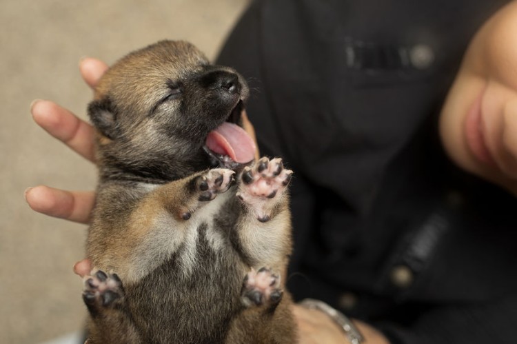 ストア ペットショップでペットを飼う方法