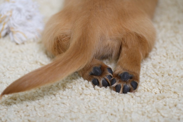 寝っ転がっている犬のおしりとしっぽ