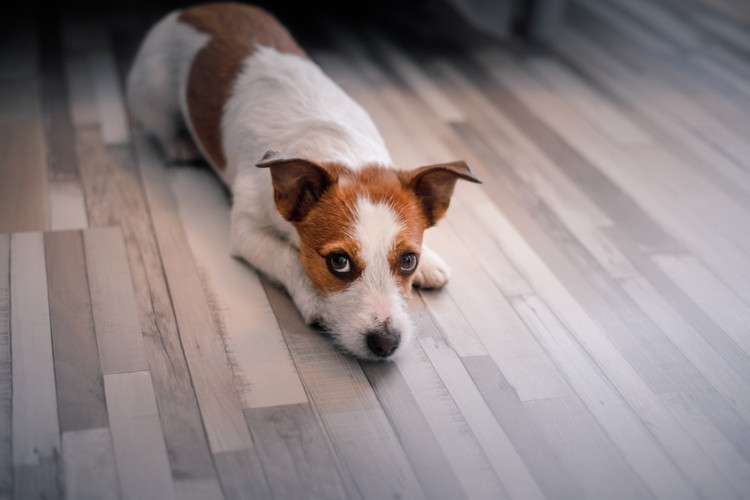 床に伏せて飼い主を見つめている犬