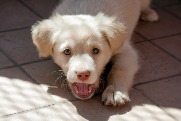 いたずらで育犬ノイローゼにさせてしまう子犬