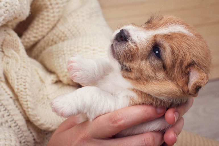 一人暮らしでも犬は飼えるの どんなところが大変 みんなのブリーダー