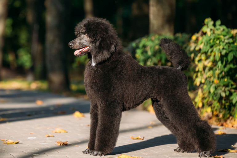 大型犬を飼うのは大変 大型犬の飼い方やおすすめの犬種 みんなのブリーダー