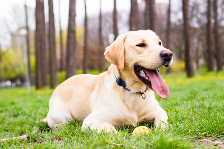 大型犬を飼うのは大変？ 大型犬の飼い方やおすすめの犬種｜みんなのブリーダー