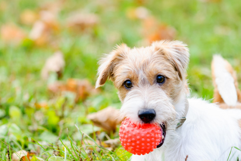 犬のおもちゃの選び方 犬が喜ぶおもちゃの種類と使い方を紹介 みんなのブリーダー