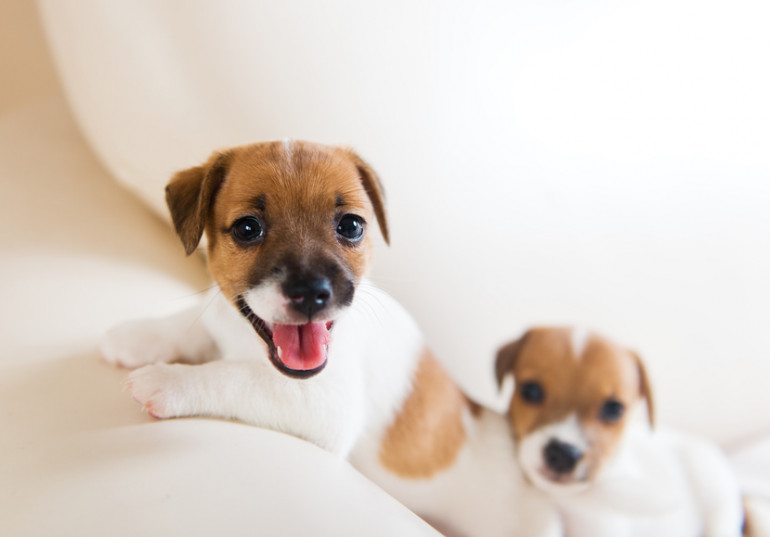 自分にピッタリの犬種は 住まいやライフスタイルに合った犬の選び方 みんなのブリーダー