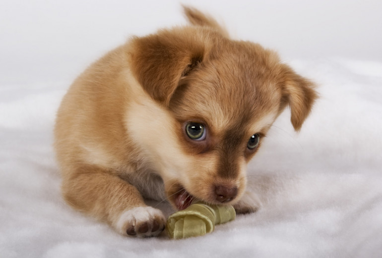 子犬のおやつ いつからあげる おすすめのおやつと適切な与え方 みんなのブリーダー