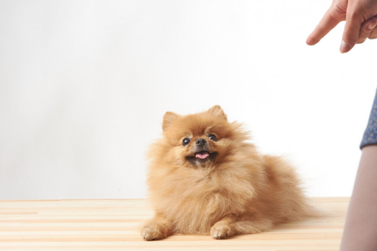 子犬のしつけはいつからはじめる 迎えてすぐの子犬のしつけ方 みんなのブリーダー