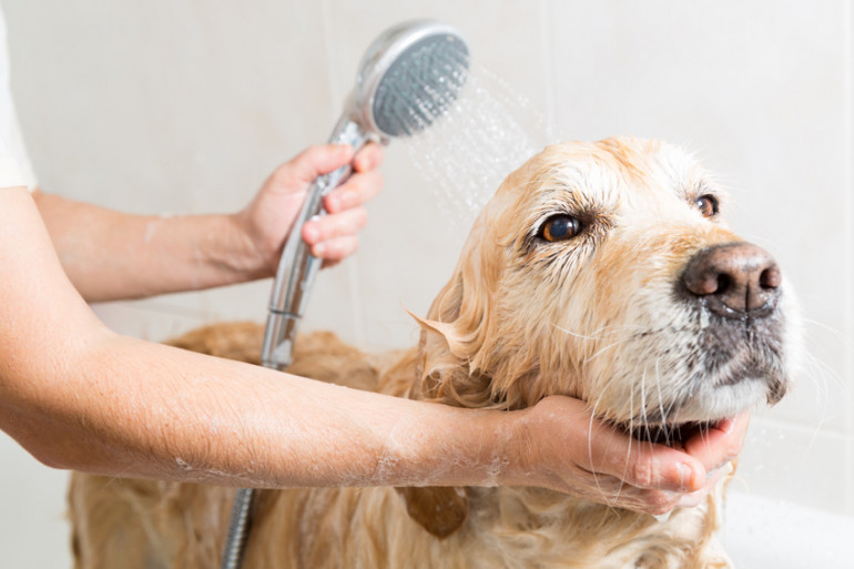 犬ってやっぱりくさいの においの原因を知って対策すれば大丈夫 みんなのブリーダー