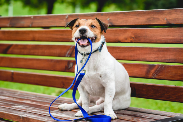 子犬の首輪いつからつける？ 首輪の選び方や種類について｜みんなのブリーダー