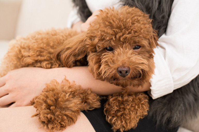 旅行のときの犬のお留守番方法は ペットホテル ペットシッターの使い方 みんなのブリーダー