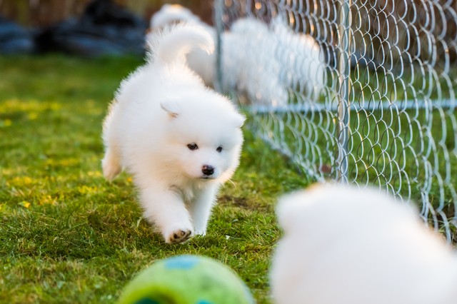 遊ぶサモエドの子犬