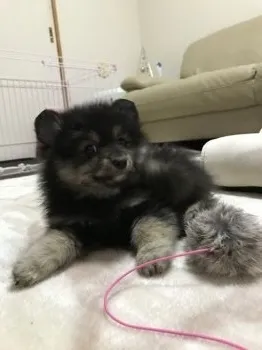 マナママ 様のお迎えした子犬