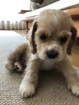 リオン 様のお迎えした子犬