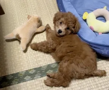 ありさ 様のお迎えした子犬