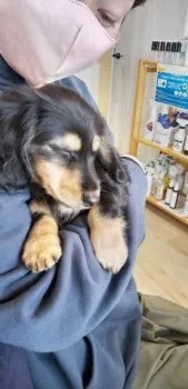 ストロベリー 様のお迎えした子犬