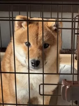 シヨッサ 様のお迎えした子犬