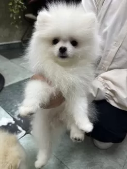 あ 様のお迎えした子犬