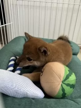 R.S 様のお迎えした子犬