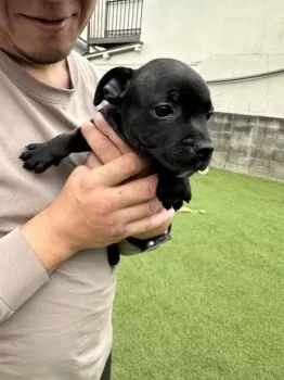 S.N 様のお迎えした子犬