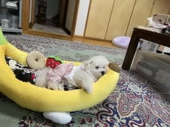 瑛ちゃんの姉ね 様のお迎えした子犬