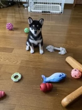 黒柴さくらのお母さん 様のお迎えした子犬