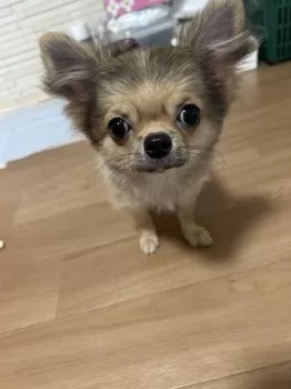 あくびちゃま 様のお迎えした子犬