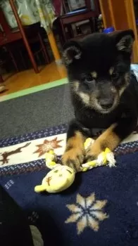 みみたん 様のお迎えした子犬