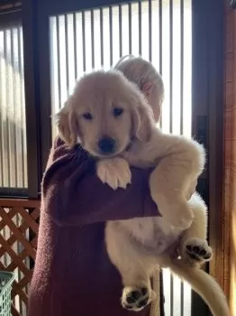 ぶん 様のお迎えした子犬