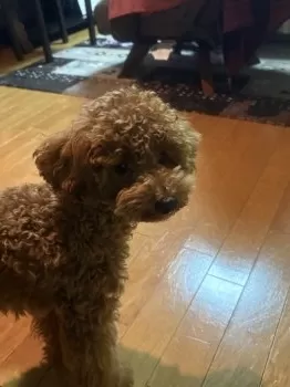 チョコムク 様のお迎えした子犬