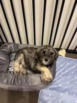 ハジ 様のお迎えした子犬
