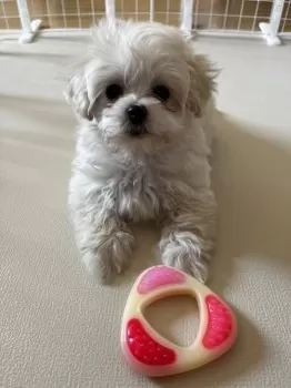 H.W 様のお迎えした子犬