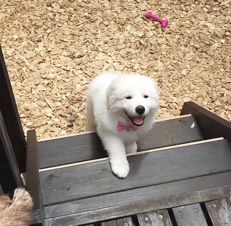 ミレーユ 様のお迎えした子犬