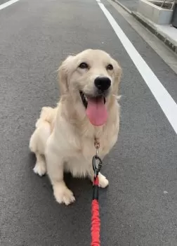 N family 様のお迎えした子犬